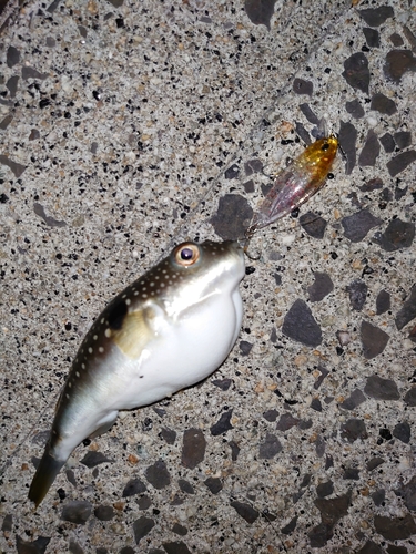 釣果