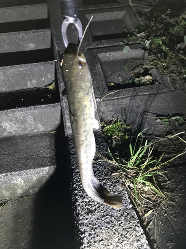 マナマズの釣果