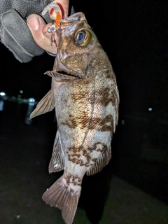 メバルの釣果