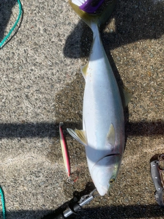 メジロの釣果