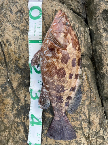 マダラハタの釣果