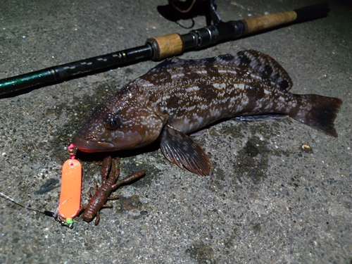 アイナメの釣果