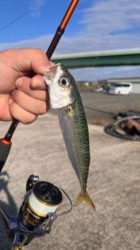 ゴマサバの釣果