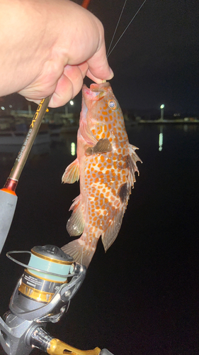 アコウの釣果