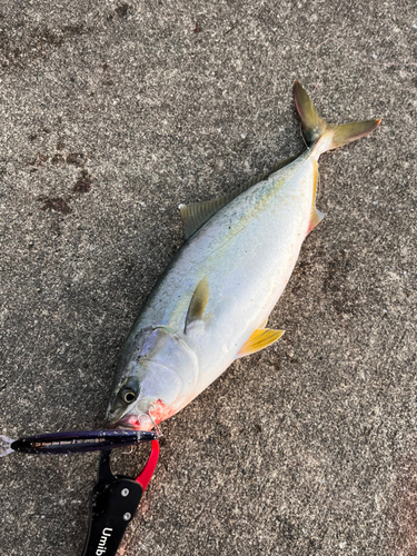 イナダの釣果