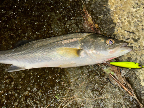 マルスズキの釣果