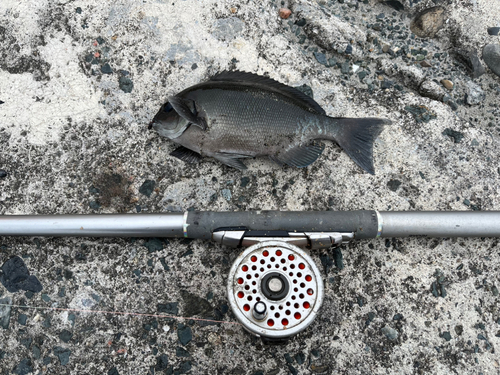 グレの釣果