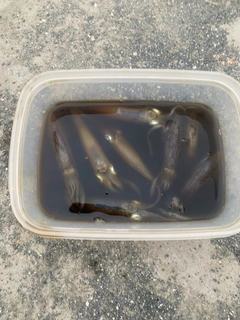 ヒイカの釣果