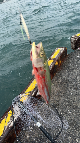 サゴシの釣果