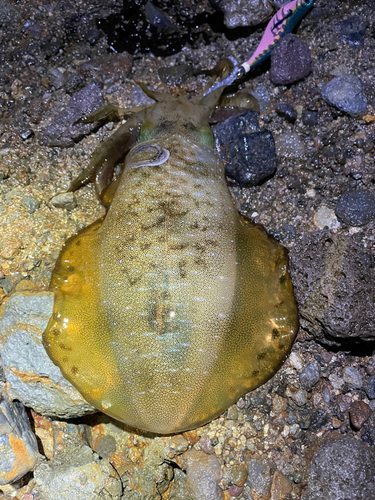 アオリイカの釣果