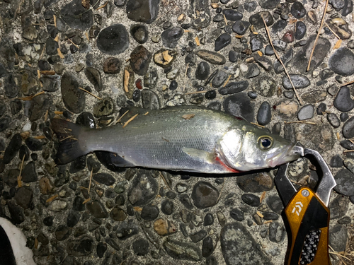 セイゴ（マルスズキ）の釣果