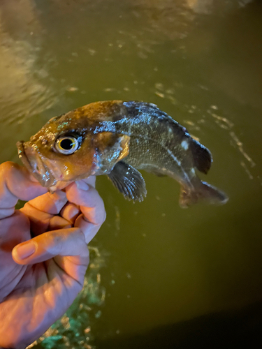 ガヤの釣果