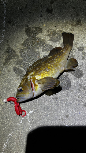 エゾメバルの釣果