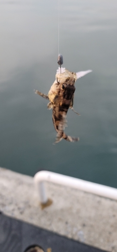 タケノコメバルの釣果