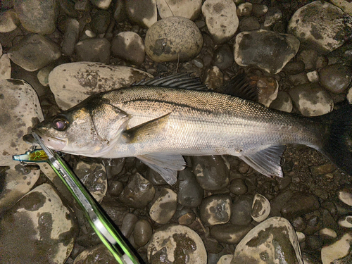 セイゴ（マルスズキ）の釣果