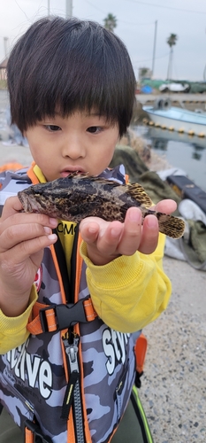 タケノコメバルの釣果