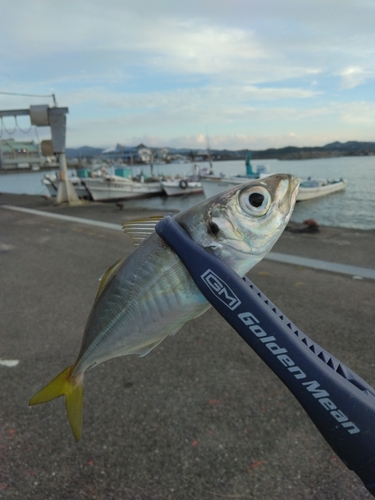 マアジの釣果