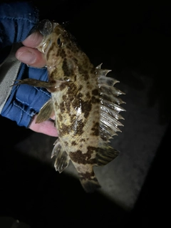 タケノコメバルの釣果