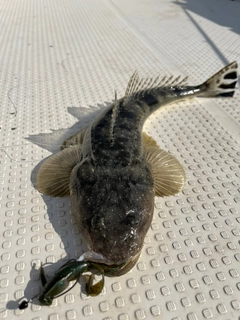 マゴチの釣果