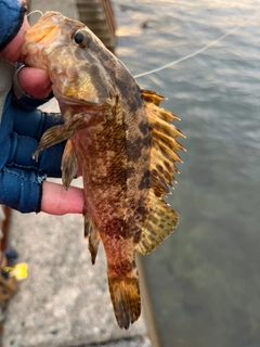 タケノコメバルの釣果