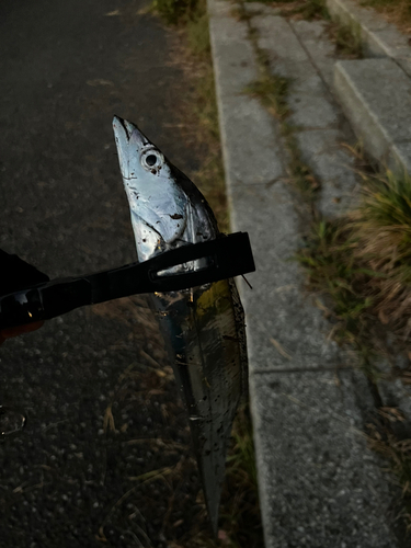 タチウオの釣果