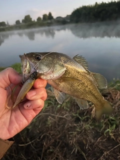 ラージマウスバスの釣果