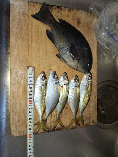 アジの釣果