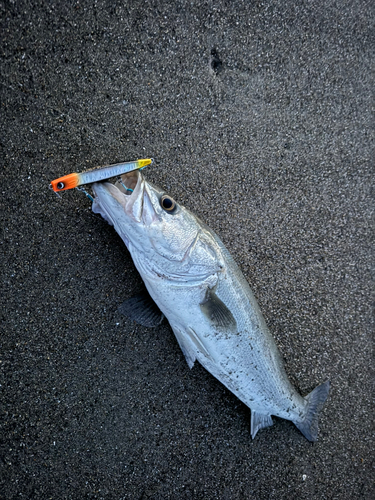 スズキの釣果