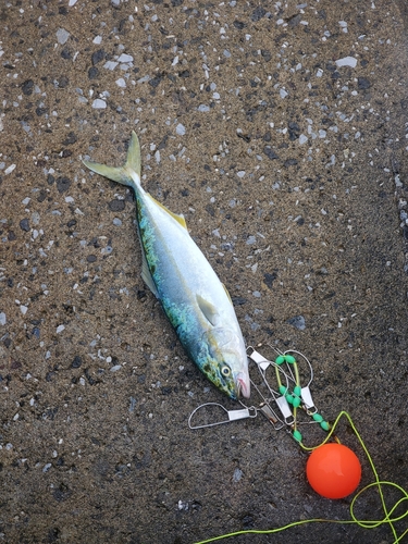 イナダの釣果