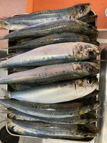イワシの釣果