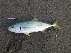 イナダの釣果