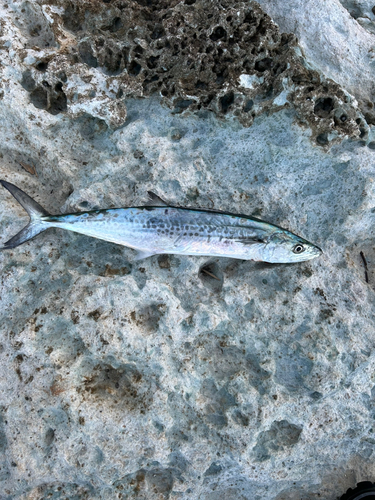 サゴシの釣果