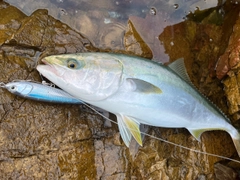 ヤズの釣果