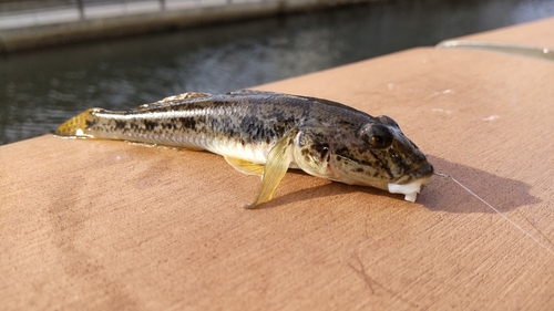 マハゼの釣果