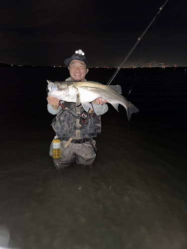 スズキの釣果