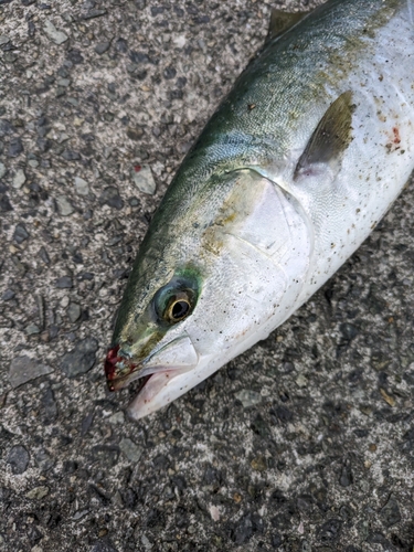 ハマチの釣果