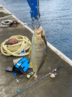 ショゴの釣果