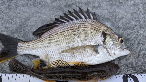 キビレの釣果