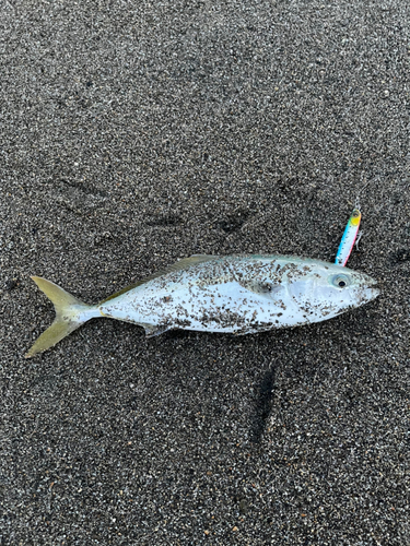 イナダの釣果