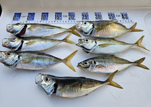 アジの釣果