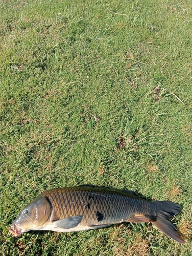 コイの釣果