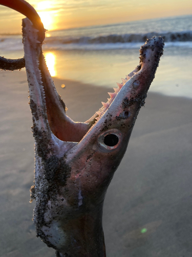 ハモの釣果