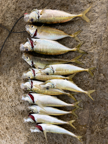 アジの釣果