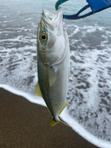 ワカシの釣果