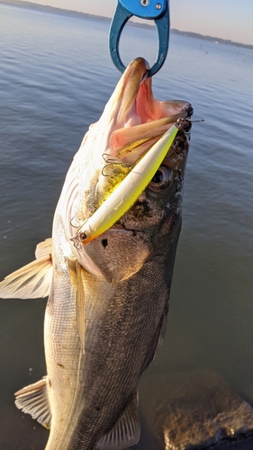 シーバスの釣果