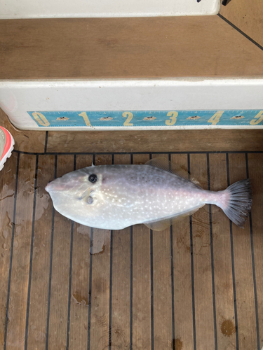 ウスバハギの釣果