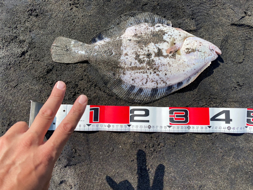 タカノハの釣果