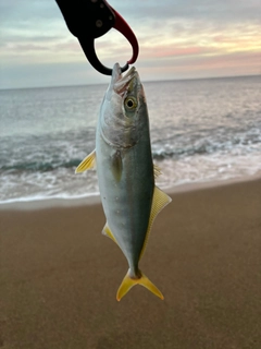 ツバスの釣果