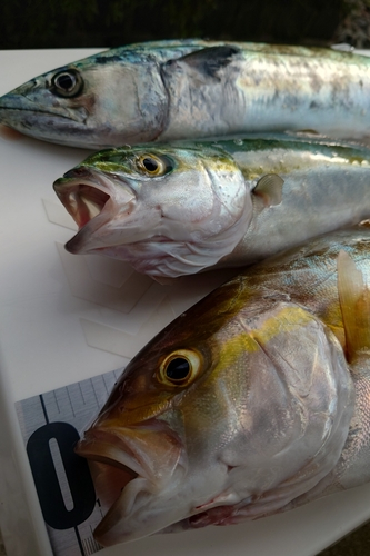 ショゴの釣果