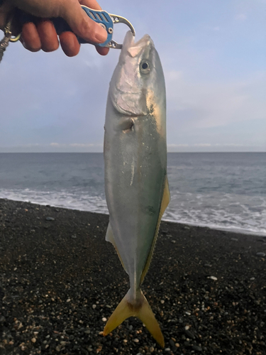 イナダの釣果